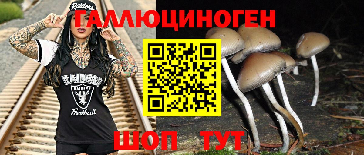 Псилоцибиновые грибы Psilocybe Дубна